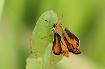 Fiery Skipper male